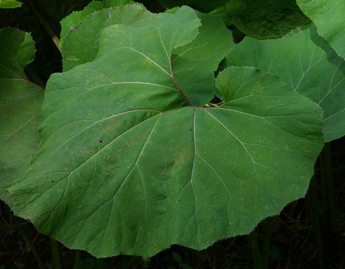 détail feuille