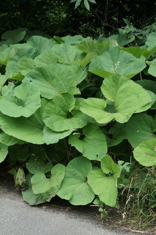 feuille