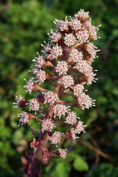 inflorescence