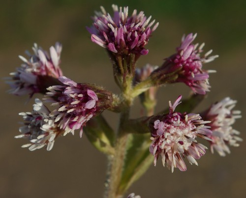 Inflorescence