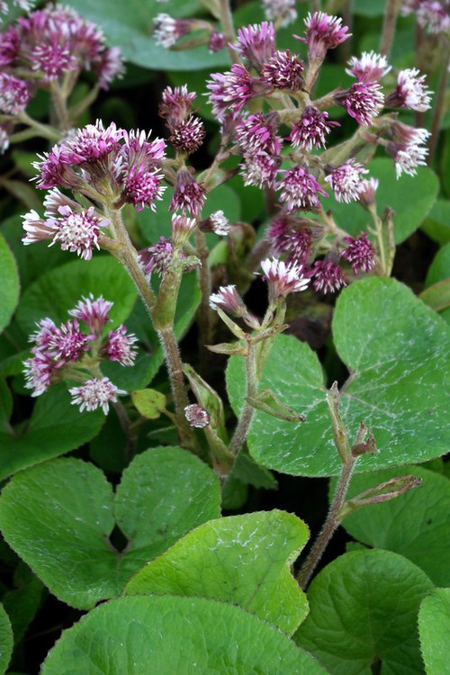 Petasites pyrenaicus