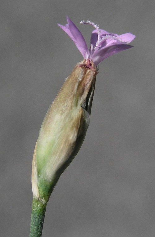 Inflorescence