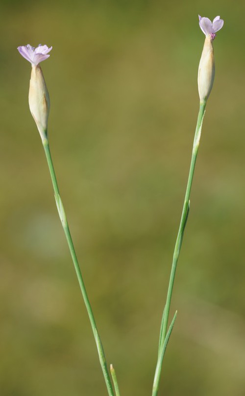 Petrorhagia prolifera