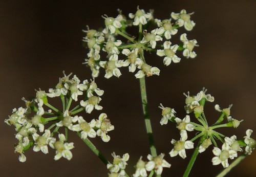 détail fleur