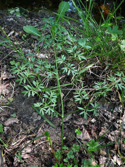 feuille