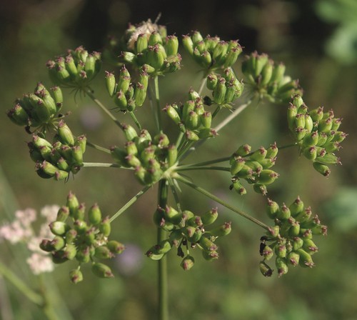 fruit
