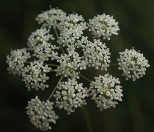 inflorescence
