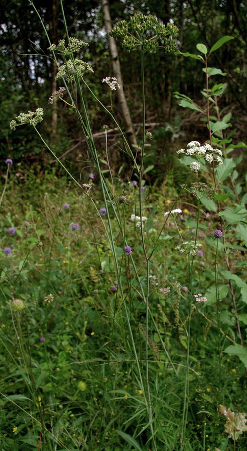 Plante entière