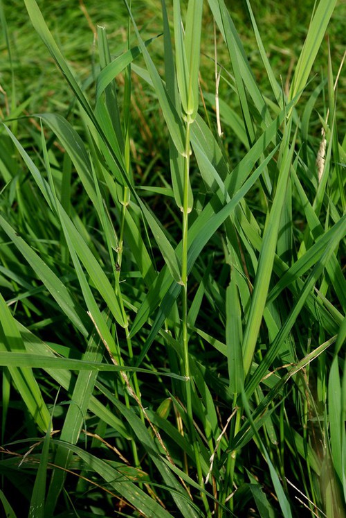 feuille