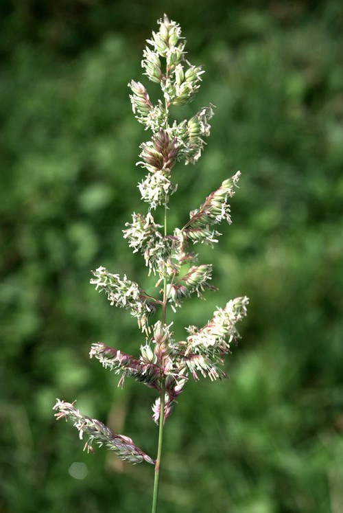 inflorescence