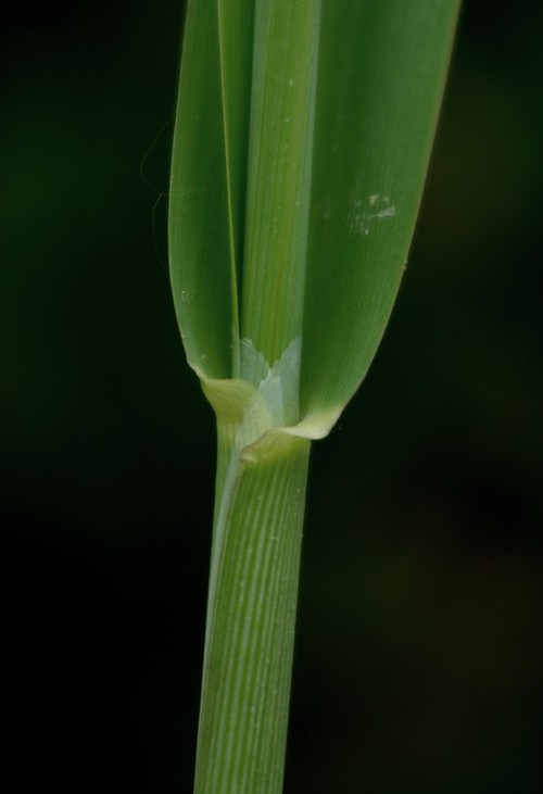 ligule