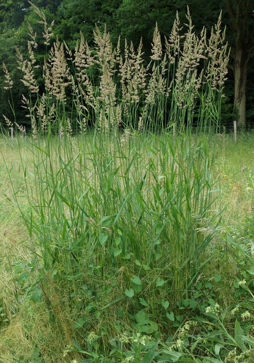 Plante entière