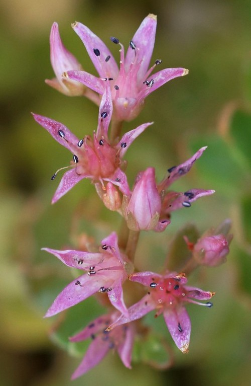 détail fleur