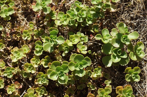 feuille