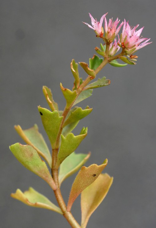 inflorescence