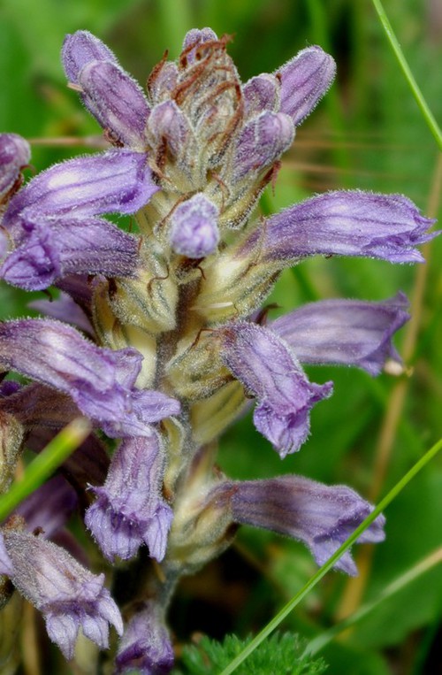 inflorescence