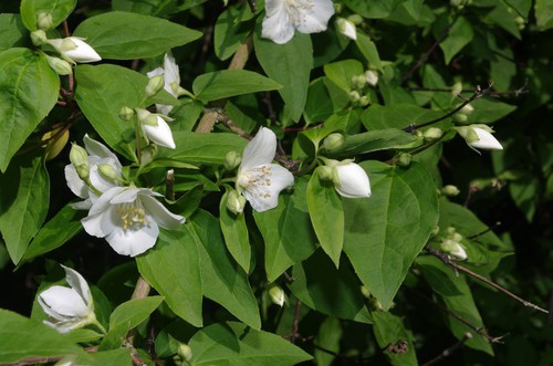 Philadelphus coronarius