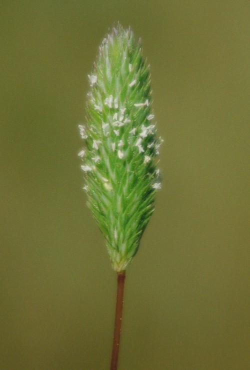 inflorescence