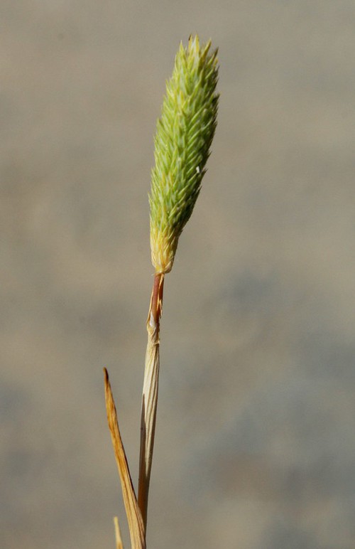 Plante entière