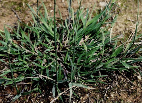 feuille