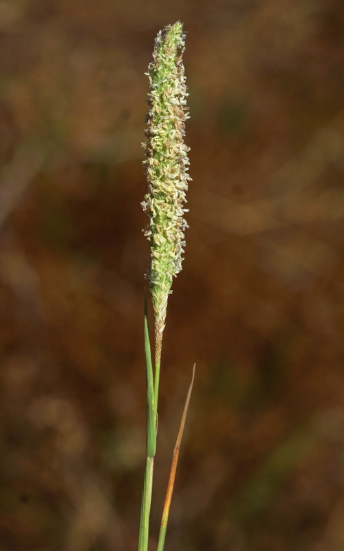 inflorescence