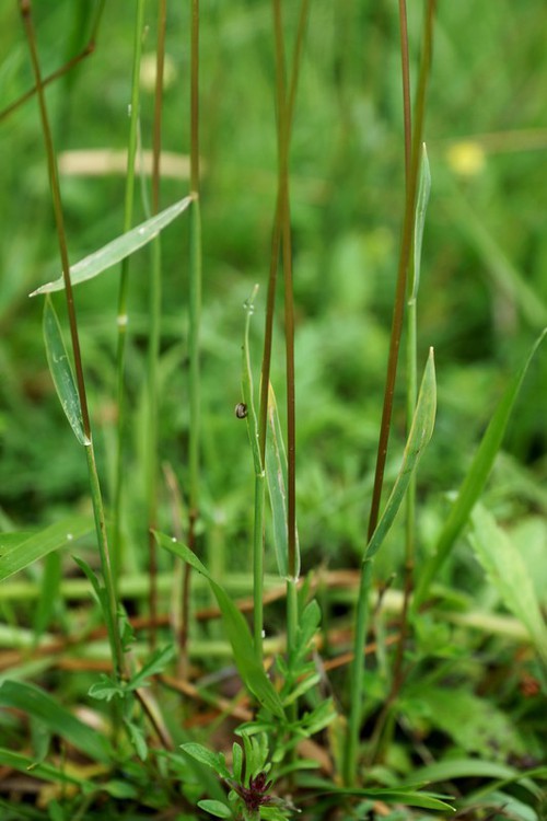 feuille