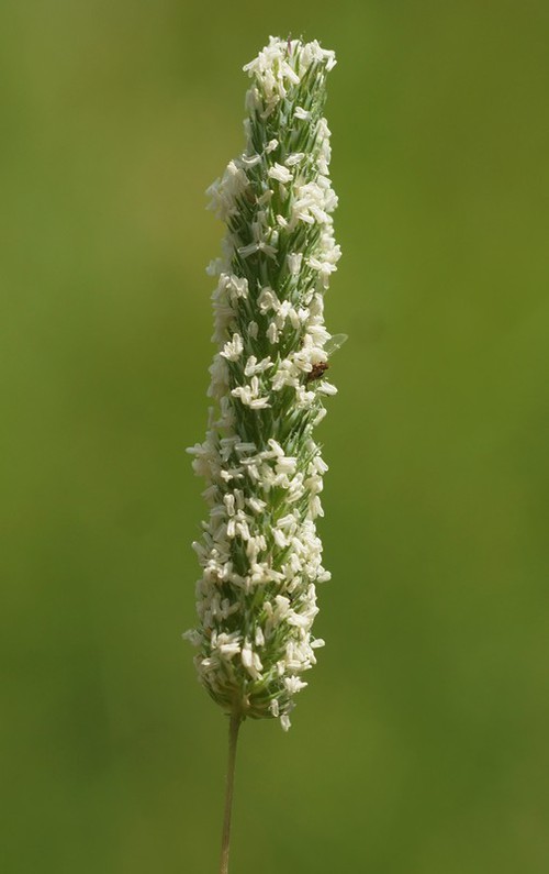 inflorescence