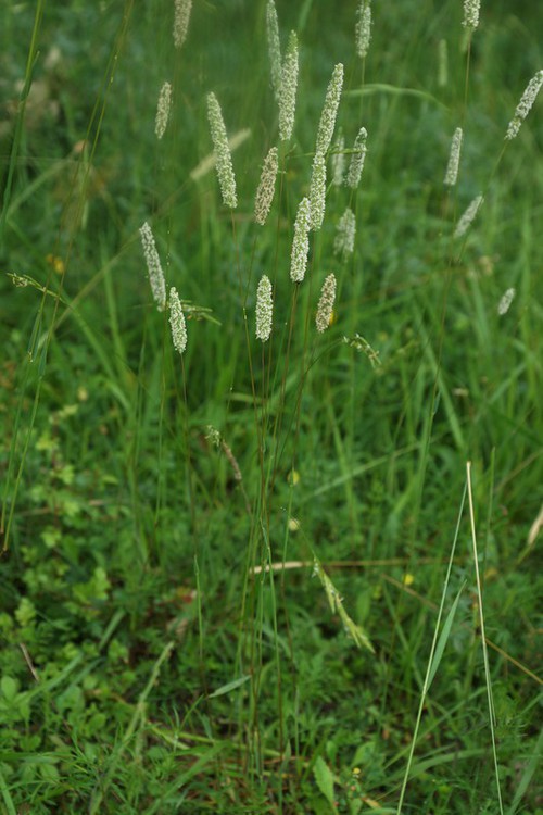 Plante entière