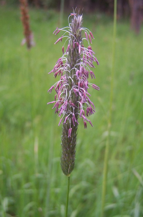 inflorescence