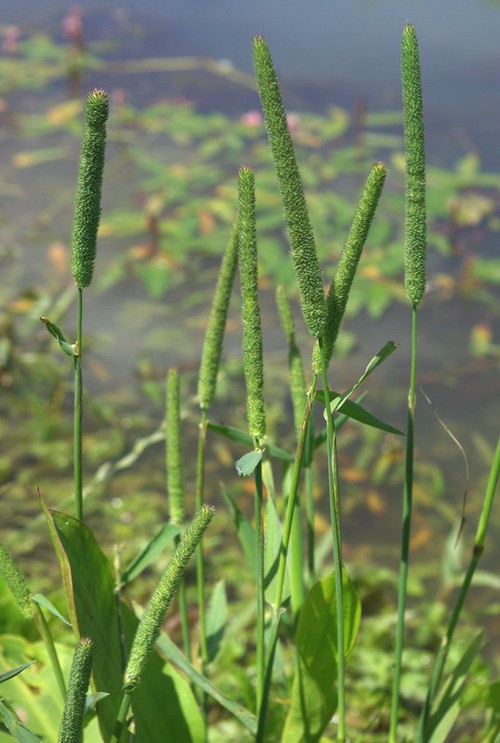Plante entière
