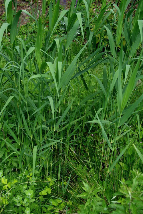 feuille