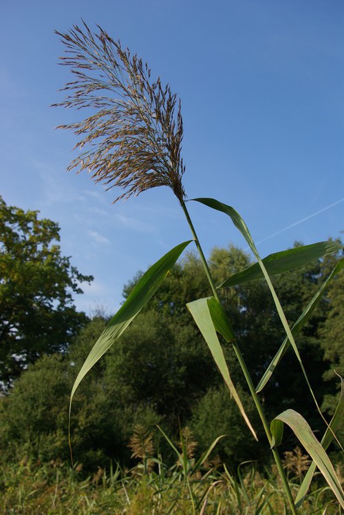 inflorescence