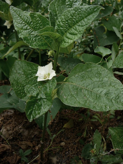 Physalis alkekengi