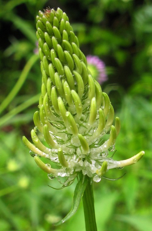 Détail inflorescence