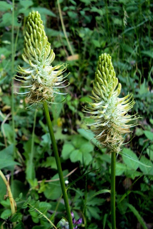Inflorescence