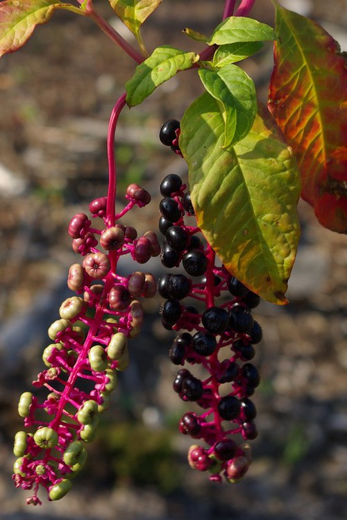 fruit