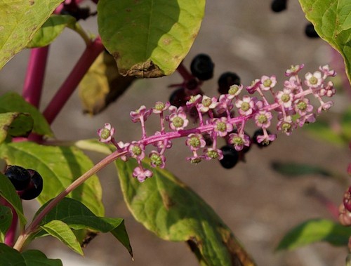 inflorescence