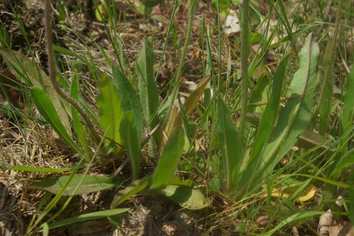 feuille