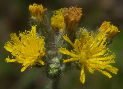 inflorescence