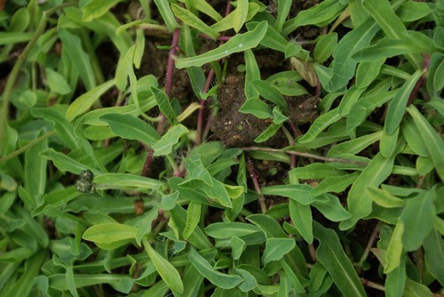 feuille