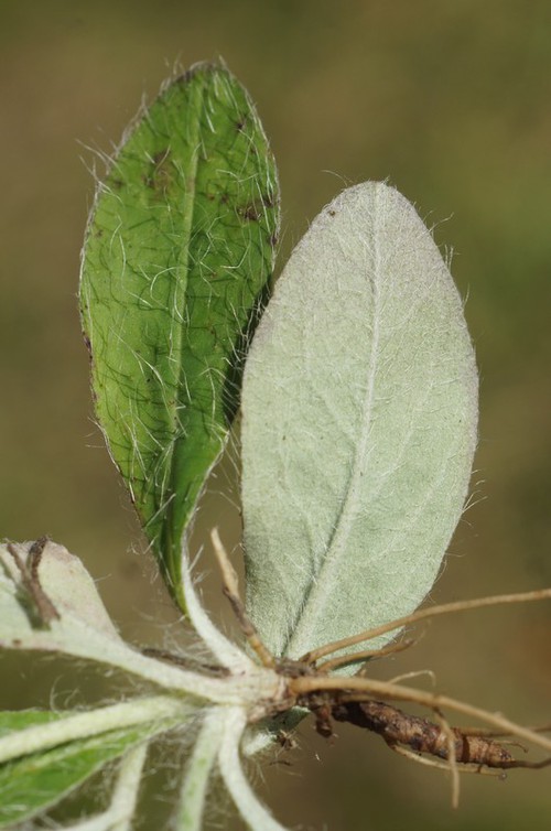 détail feuille