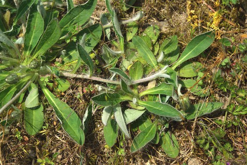 feuille