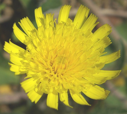 inflorescence