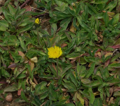 feuille