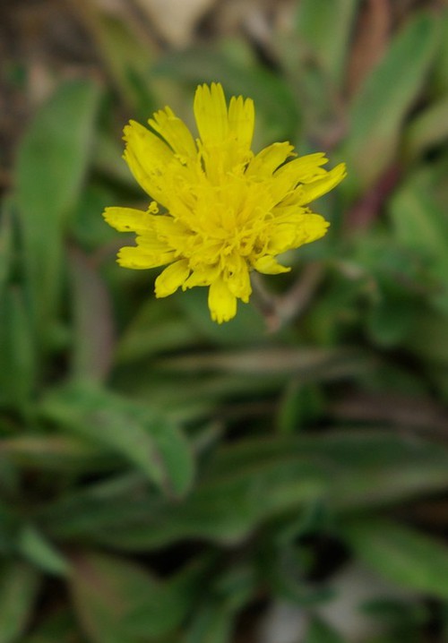 inflorescence