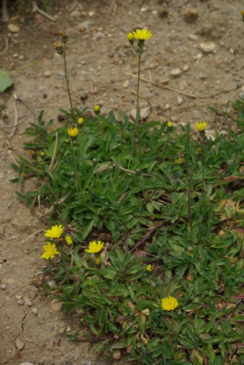 Plante entière