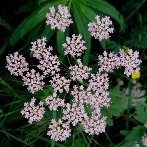 inflorescence