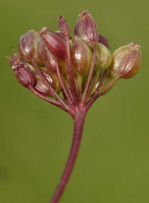 détail fruit