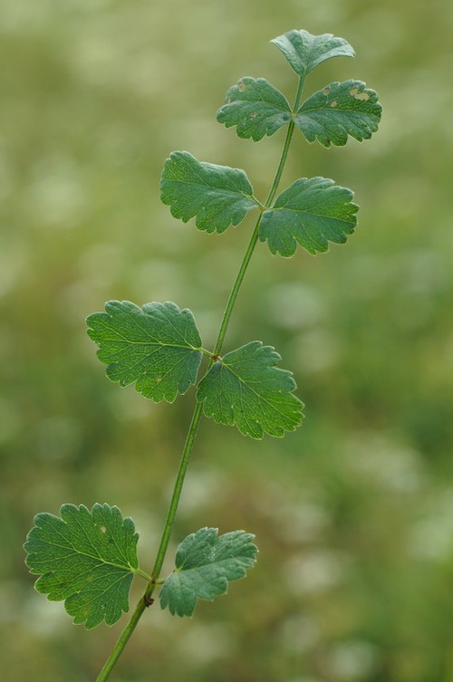 feuille basale