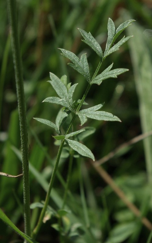 feuille caulinaire